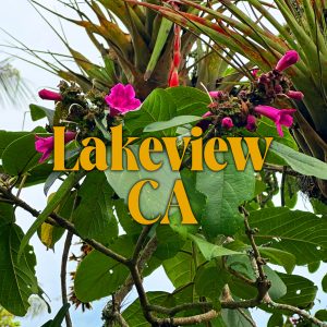 Los Angeles (Lakeview), CA - July 2026